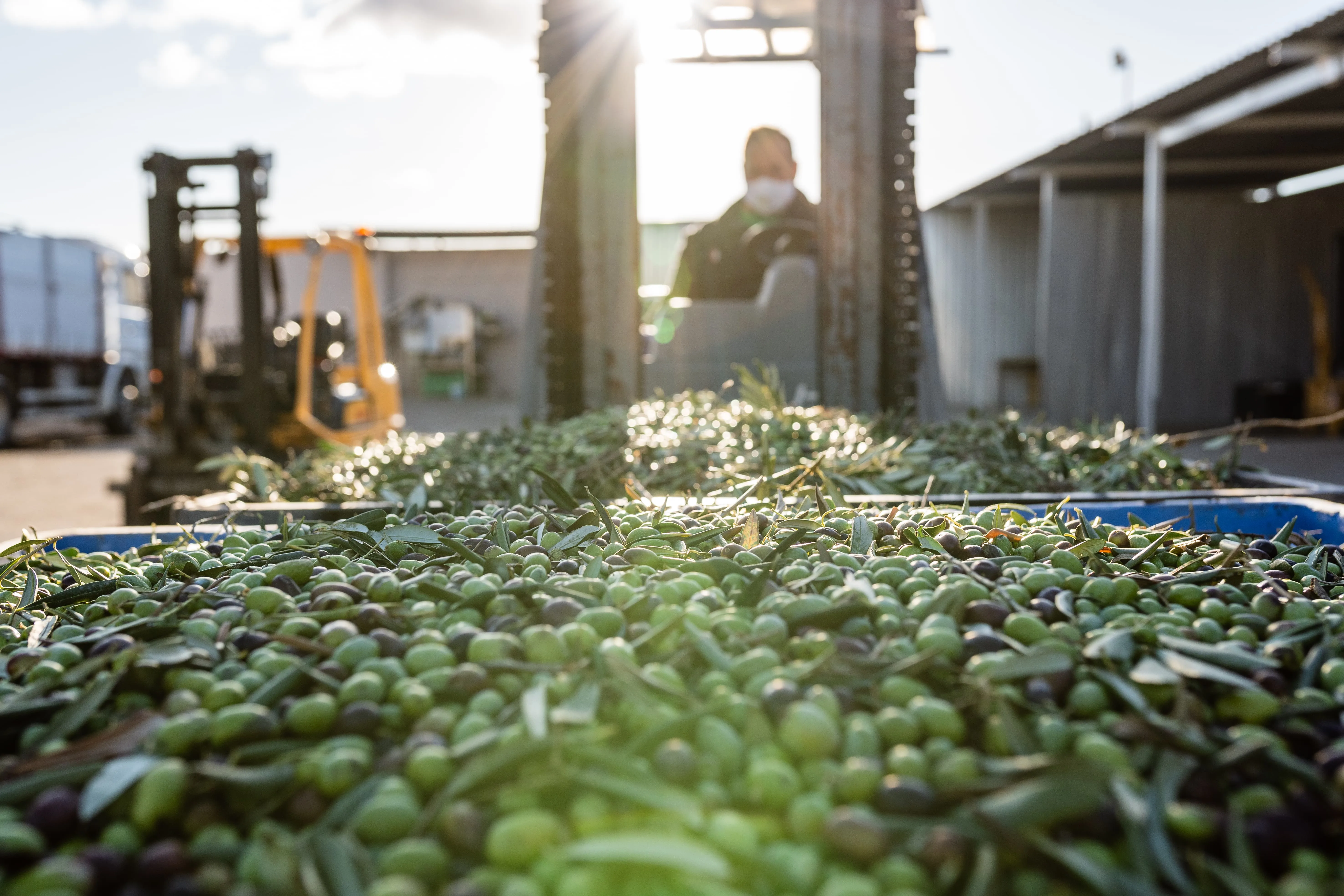 Le olive Peranzana arrivano al frantoio per la molitura