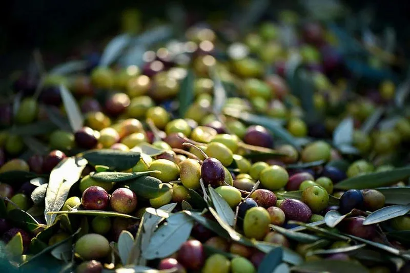 Olive di varietà Coratina