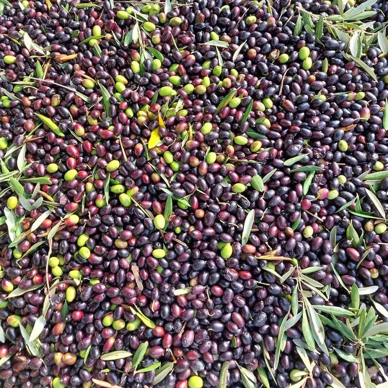 Olive di varietà Leccino