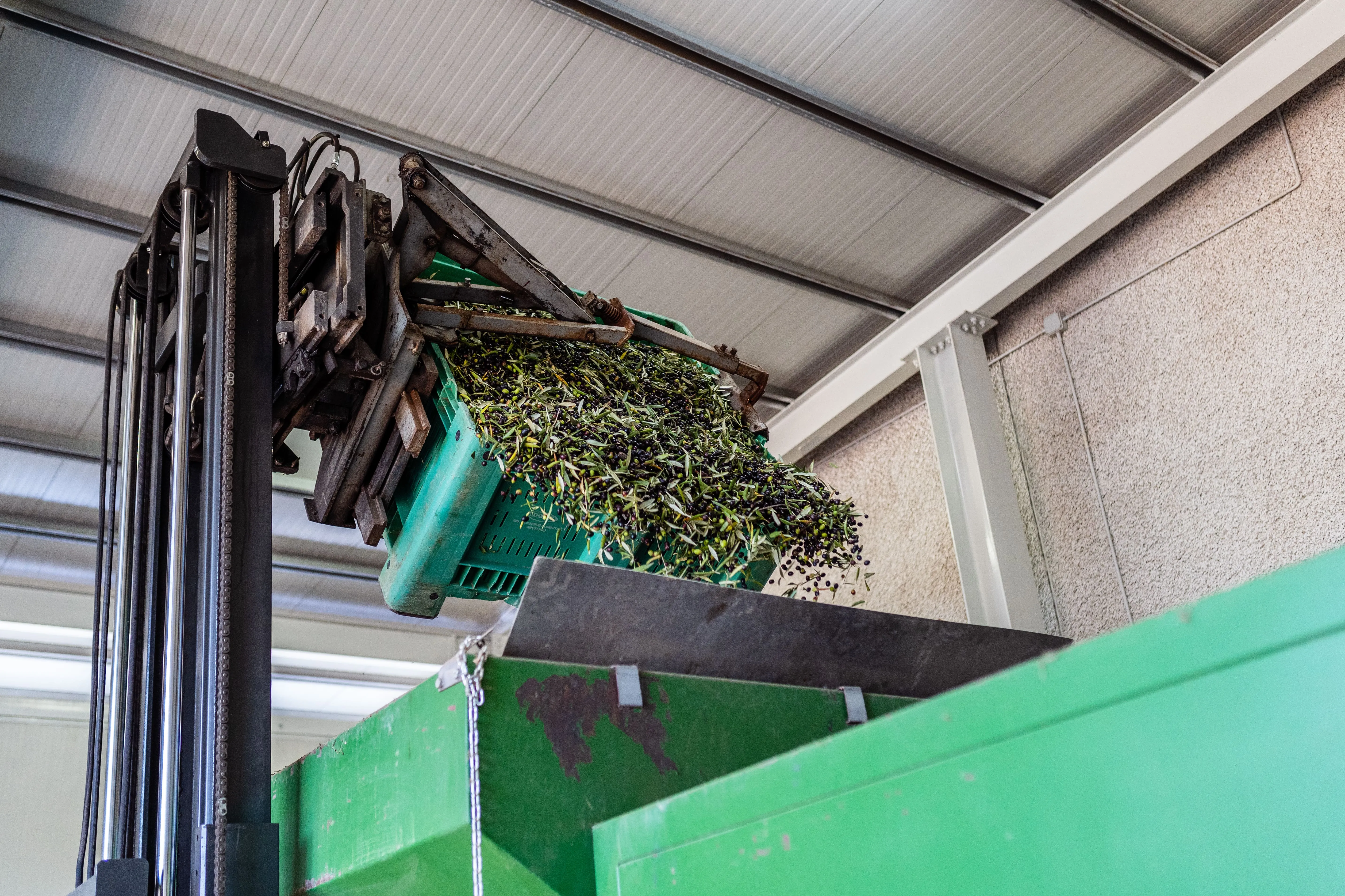 Olive Leccino in lavorazione