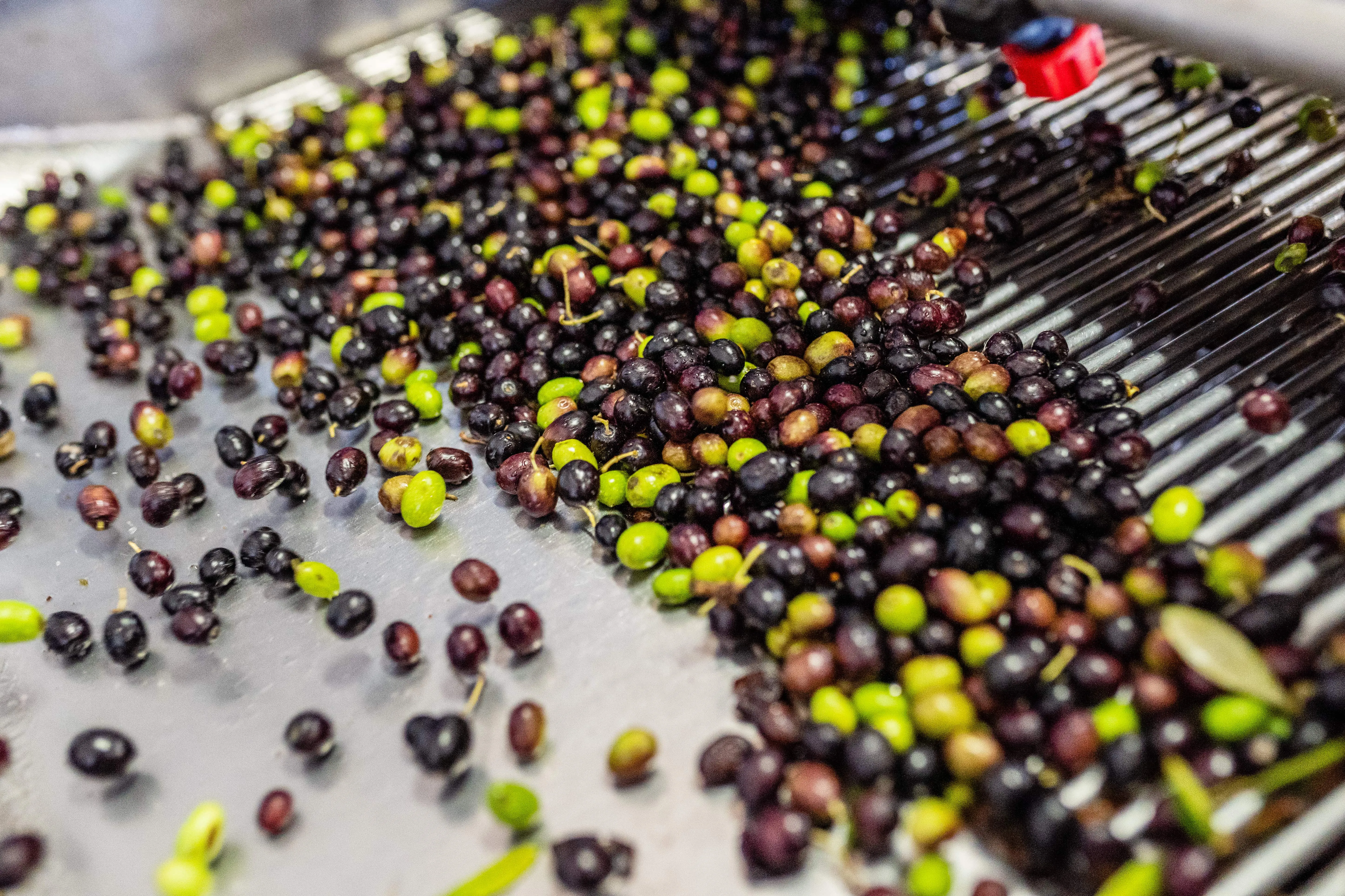 Olive sul nastro di cernita nel frantoio