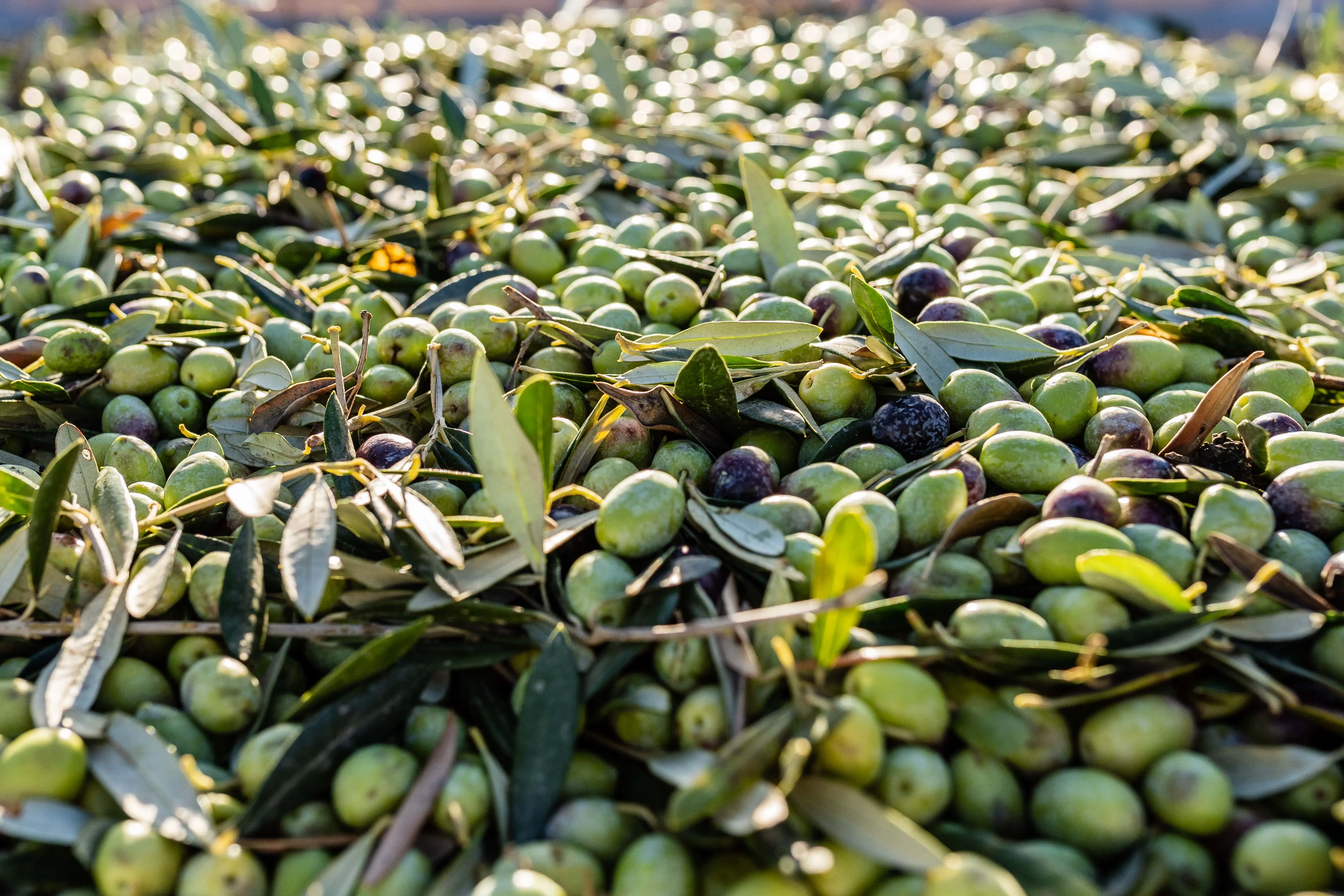Olive raccolte nella Daunia