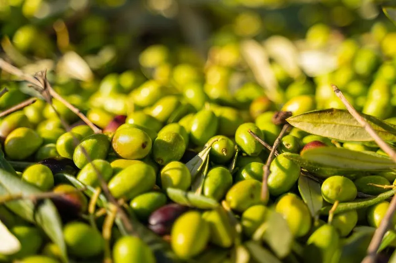 Varietà colturali