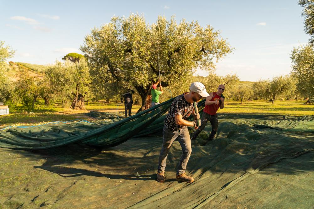 Operai intenti alla raccolta delle olive